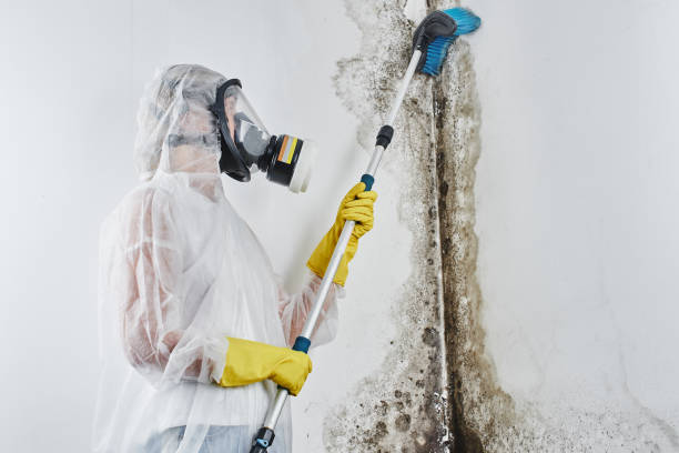 Office Mold Removal Services in Shasta Lake, CA