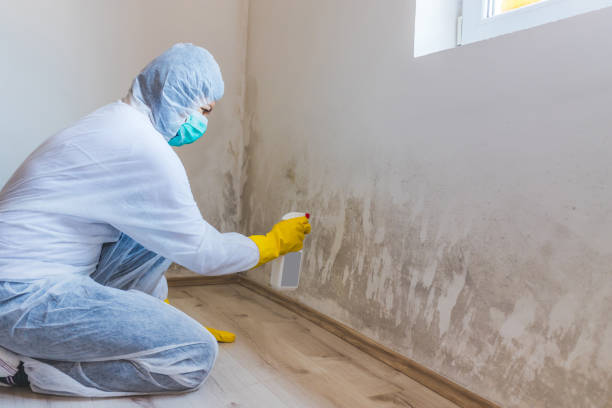 Best Attic Mold Removal  in Shasta Lake, CA
