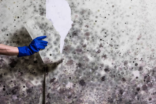 Best Same-Day Mold Removal  in Shasta Lake, CA
